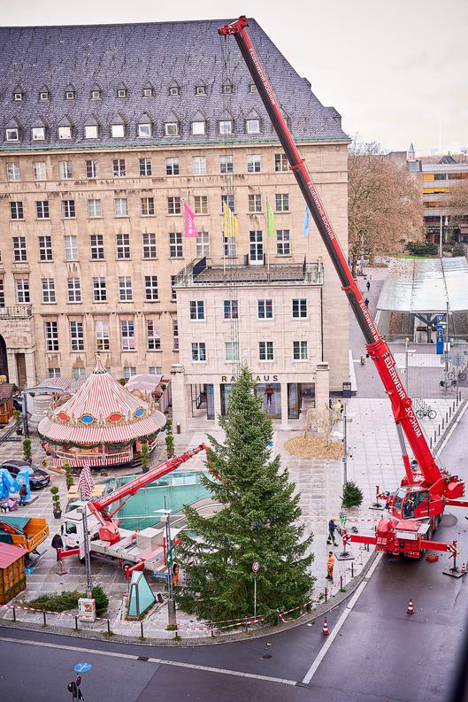 Der Tannenbaum wurde in Position gebracht und enthüllt