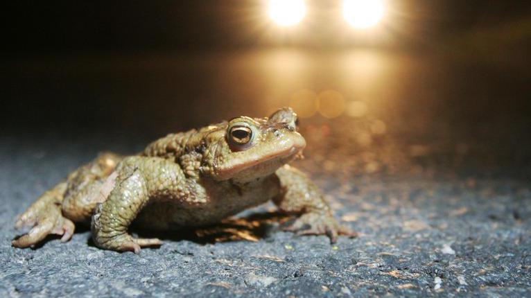 Das Bild zeigt eine Erdkröte