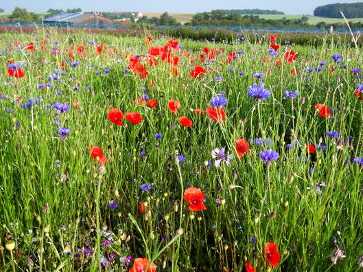 Die Samentütchen der Aktion „Bochum blüht und summt“