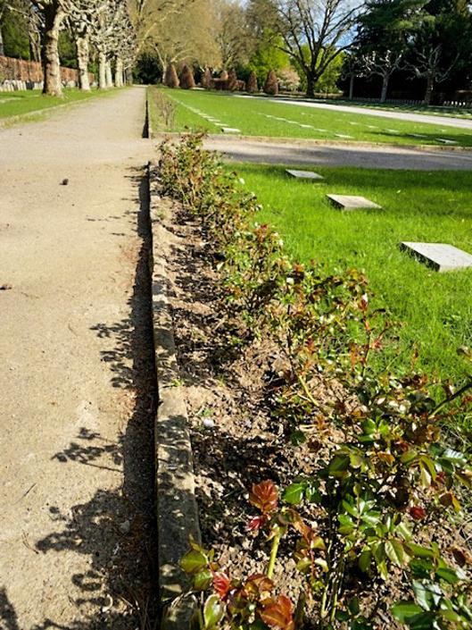 Foto zeigt Feld mit gestohlenen Rosenstöcken