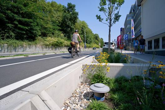 Eine Radfahrerin fährt auf einer Straße neben Begrünung am Straßenrand.