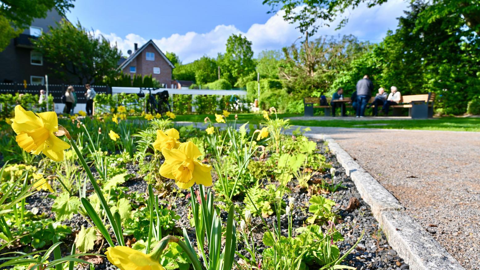 Gelbe Blumen blühen in einem kleinen Park. 