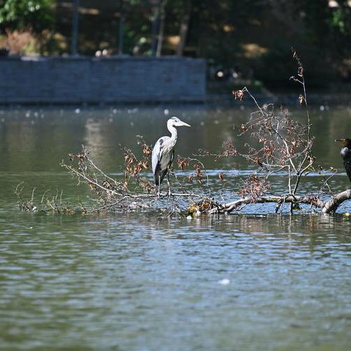 Reiher im Teich des Stadtparks